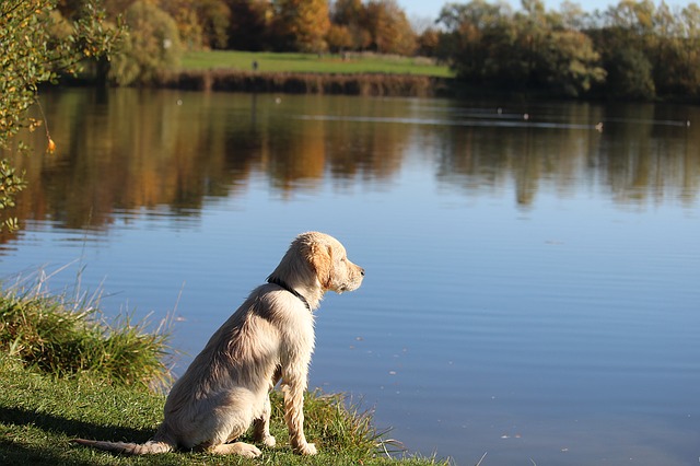 Badeseen mit Hund in Thüringen • Hunde am See erlaubt